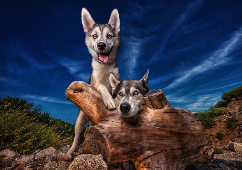 pet-photography-tips