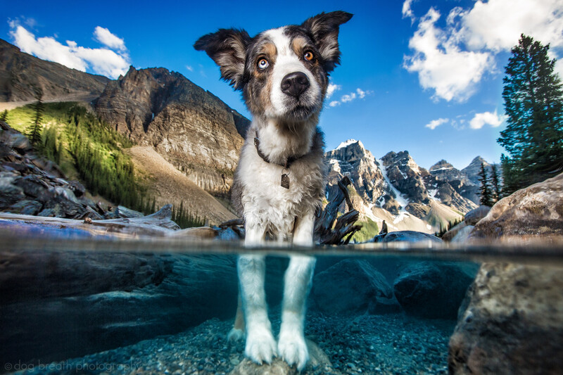 Dog-photography-tips