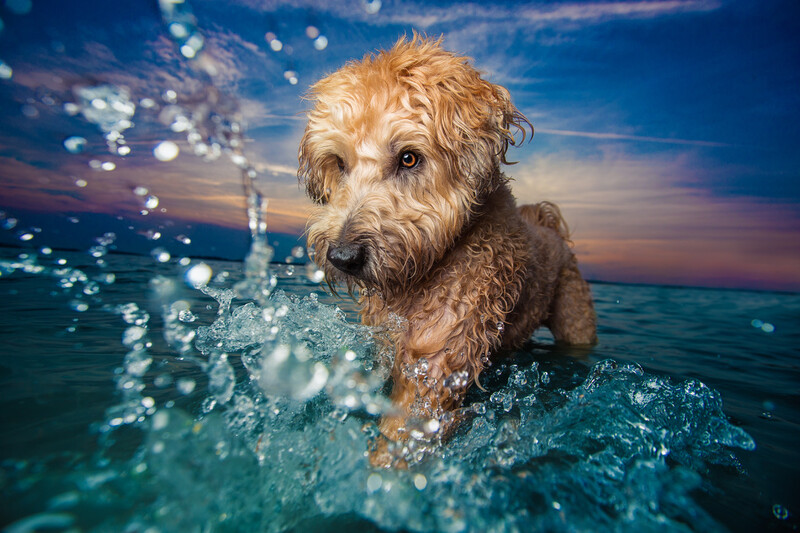 taking-photos-of-dogs