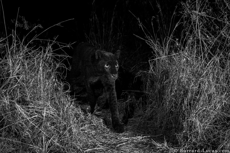 a black leopard emerging from a path at night