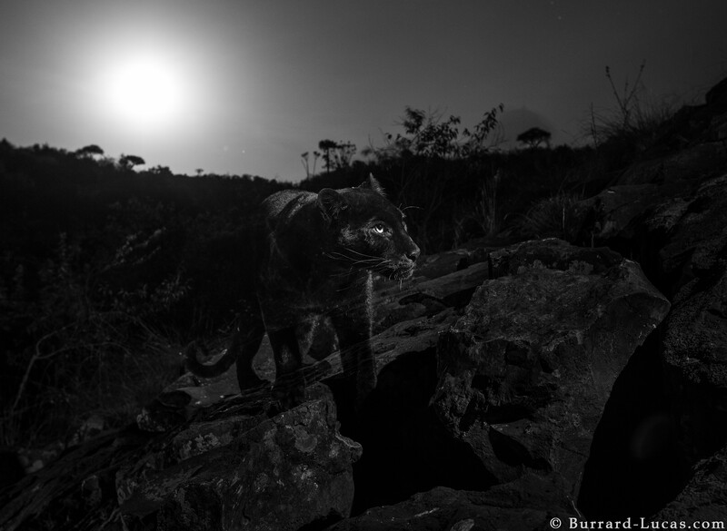 a black leopard on rocks with the moon lighting behind it