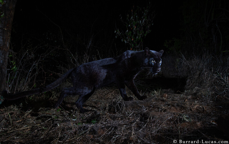 a black leopard slinking past the frame