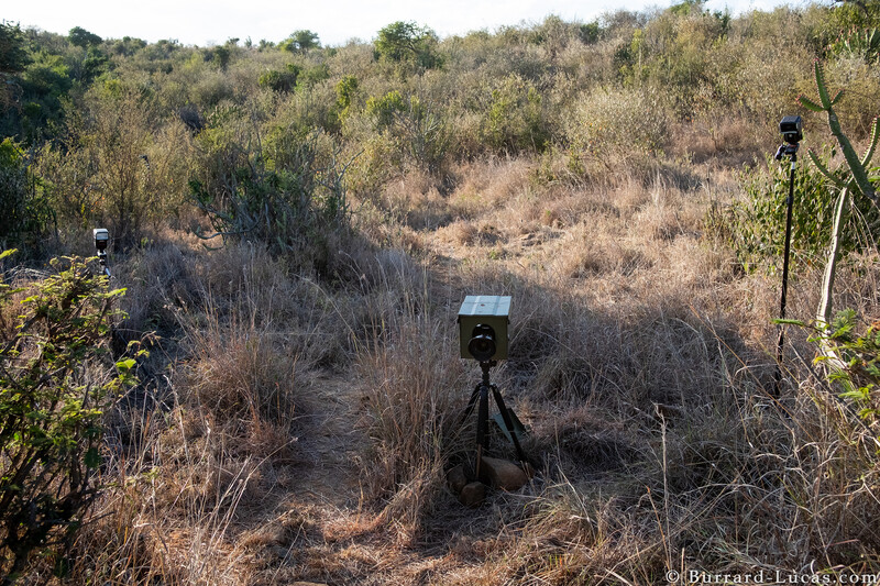 a behind-the-scenes image showing a remote wildlife photography setup in Kenya