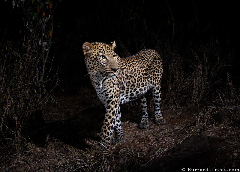 a large male leopard at night