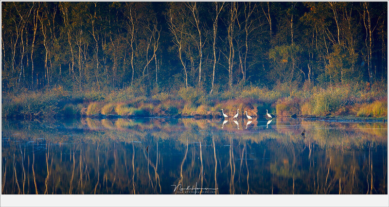 The subject does not have to be large in the frame, as long as it stands out, just like these egrits at the moorlands of the Groote Peel during sunrise (EOS 5D mark IV + EF70-200L @ 200mm | ISO100 | f/8 | 1/25)
