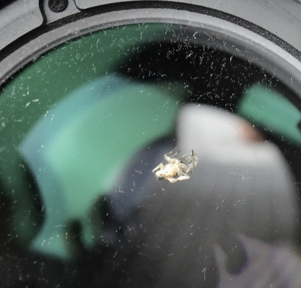 Fly on lens. Image via Lensrentals.com, 2019.