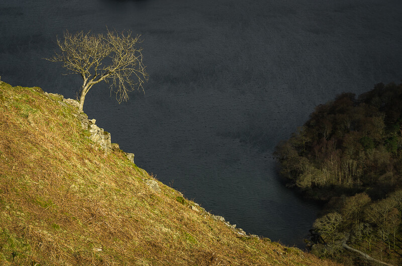 Asymmetric balance in photography. Showing a tree balanced with a dark woodland.