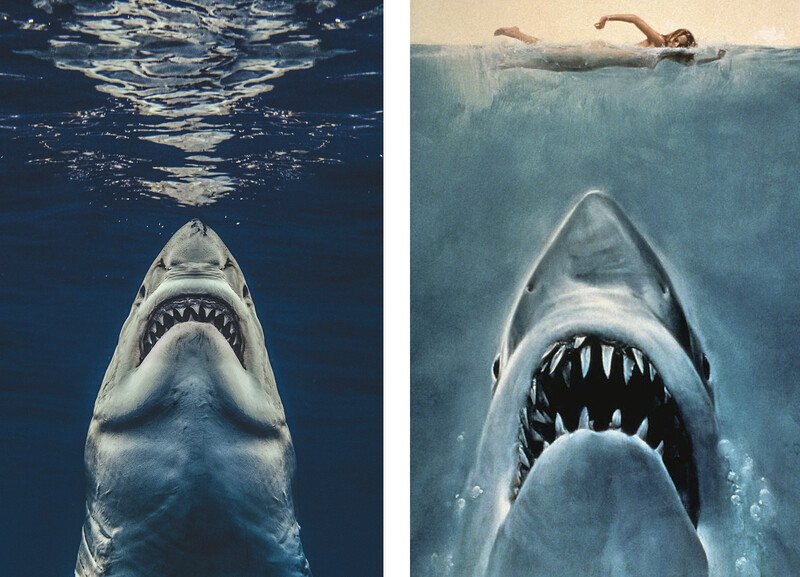 a side-by-side showing Euan Rannachan's shark picture next to the Jaws cover