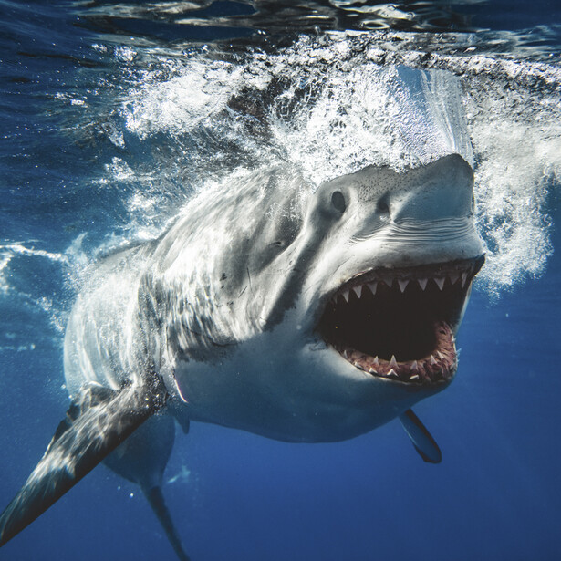 a great white shark swimming just below the surface, mouth open