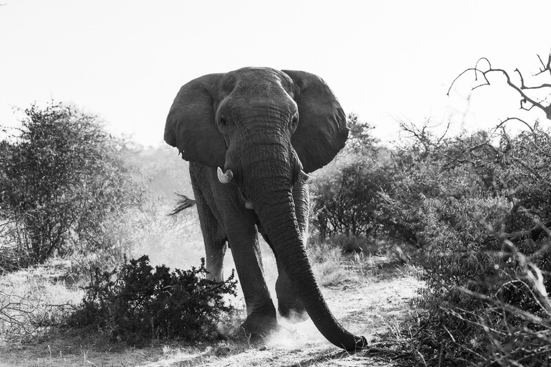 Black and white photo of a wild elephant charging the camera
