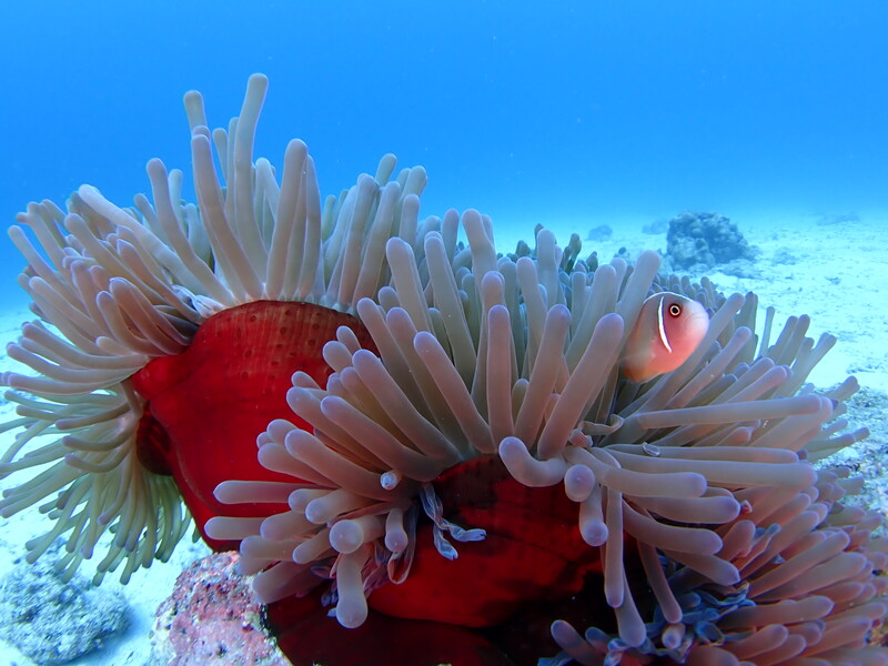 an underwater photo showing a sea anenome and fish
