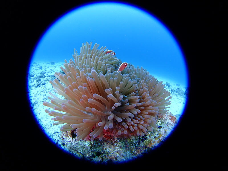 an underwater fisheye image of a sea anenome with fish