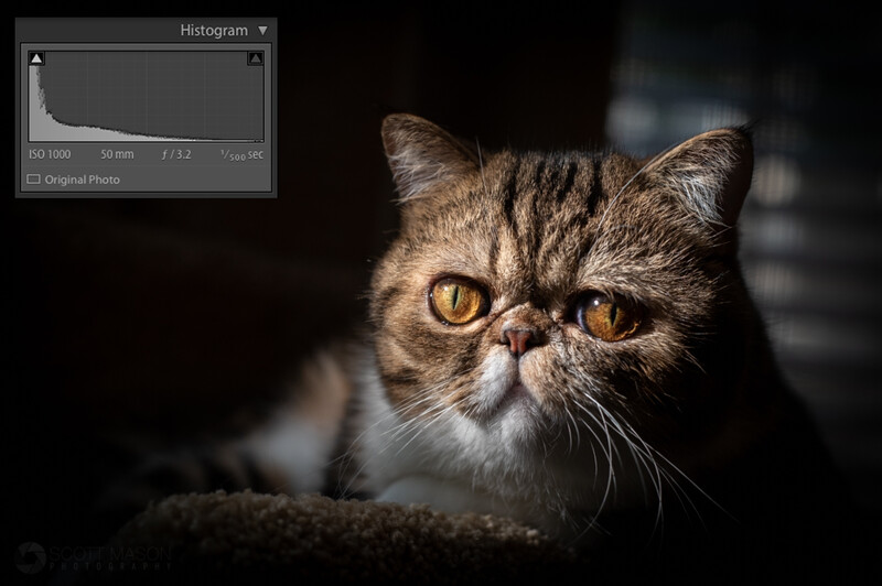 a dark, low key image of a cat's face with a histogram showing its data range