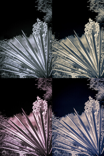 yucca plants in infrared