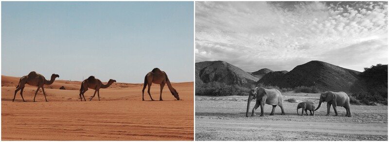 A diptych of camels and elephants