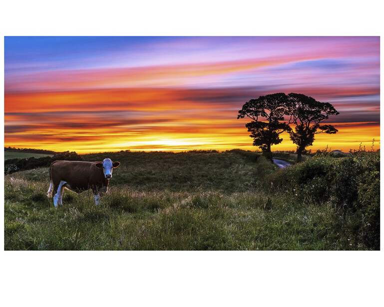 a cow in a sunset landscape