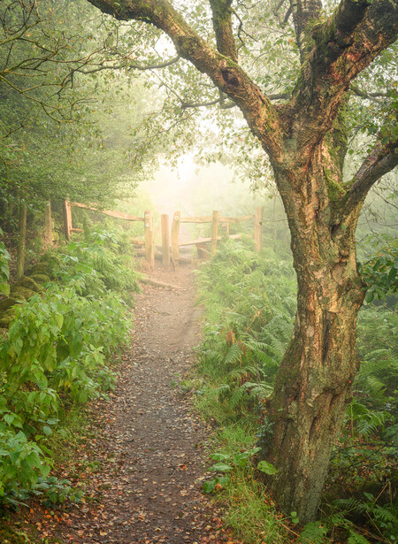 Summer Morning Bliss, Peak District, UK