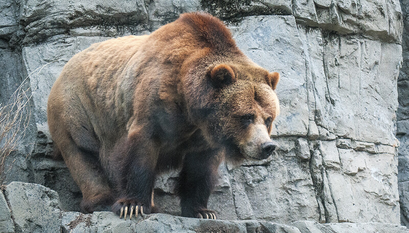 The output from a Canon PowerShot G3 X and its 1-inch sensor.
