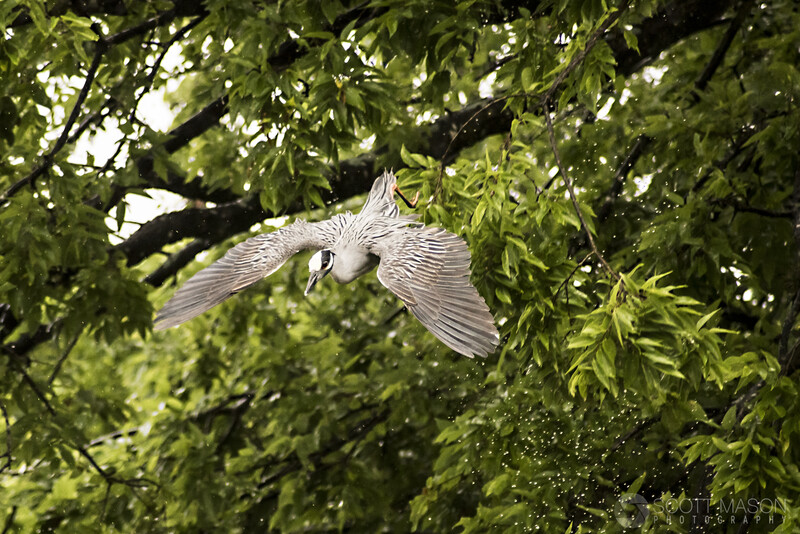 a night heron diving from a tree branch