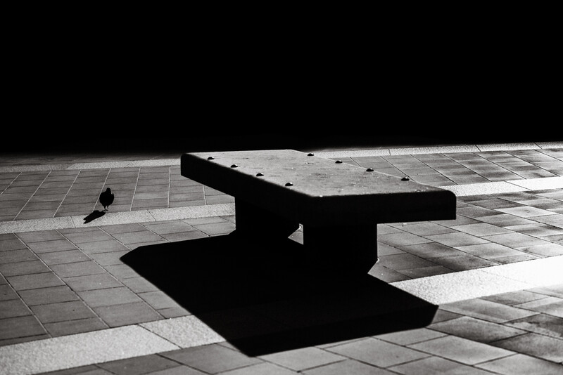 A pigeon and a stone bench