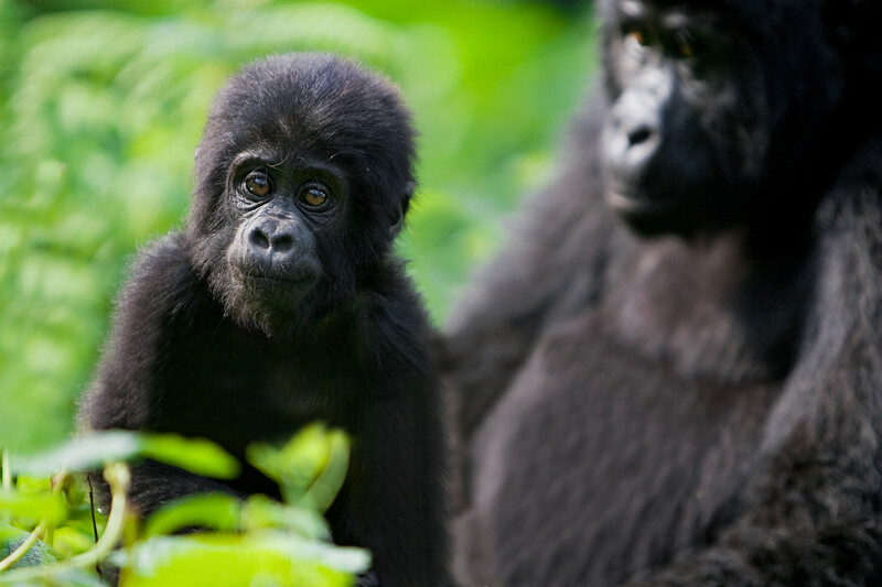 An infant mountain gorilla wanders from its mother.
