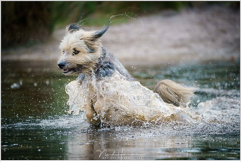 Shooting too many images of the same thing is a waste of time. Unless you are shooting sports or animals in action like this, of course
