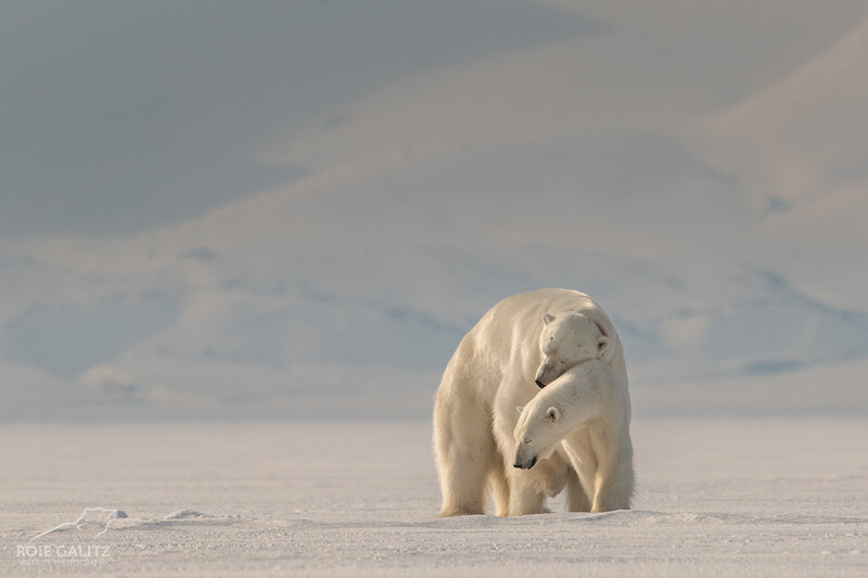 Images courtesy of Roie Galitz.