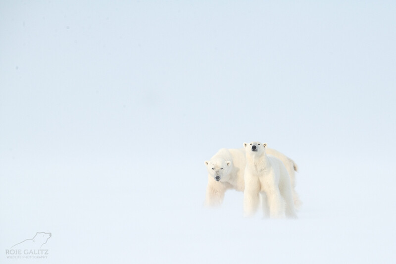 Images courtesy of Roie Galitz.