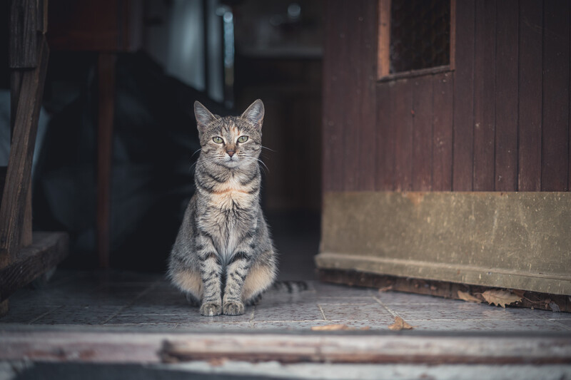 Boris the tabby