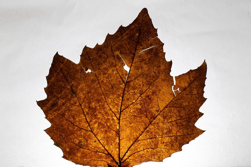 An uncropped image of the subject on the light table with settings dialled in