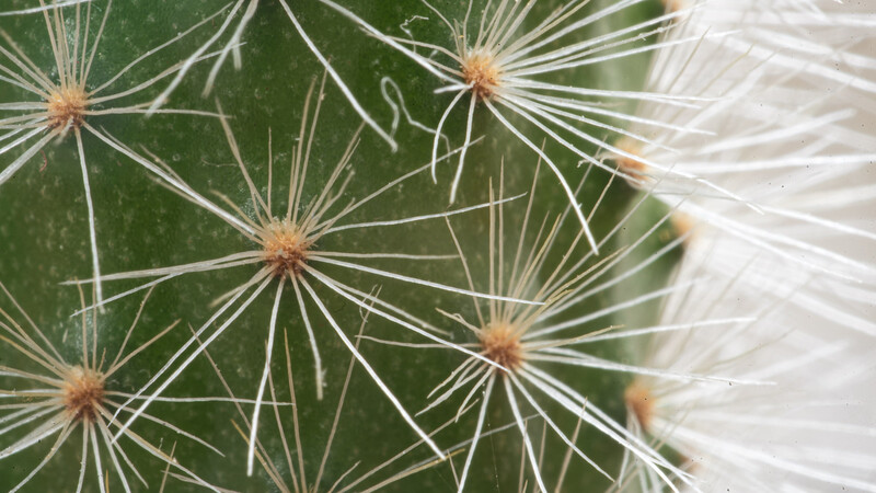 Image taken with the reversed lens