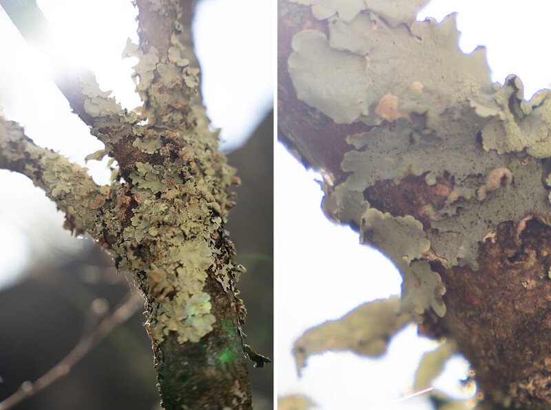 Sigma 24-70mm f/2.8 Chromatic Aberration