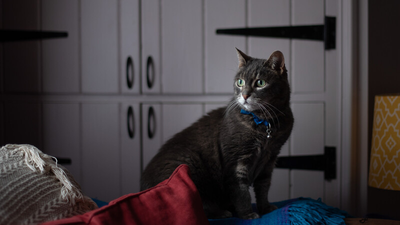 Pet positioned next to window