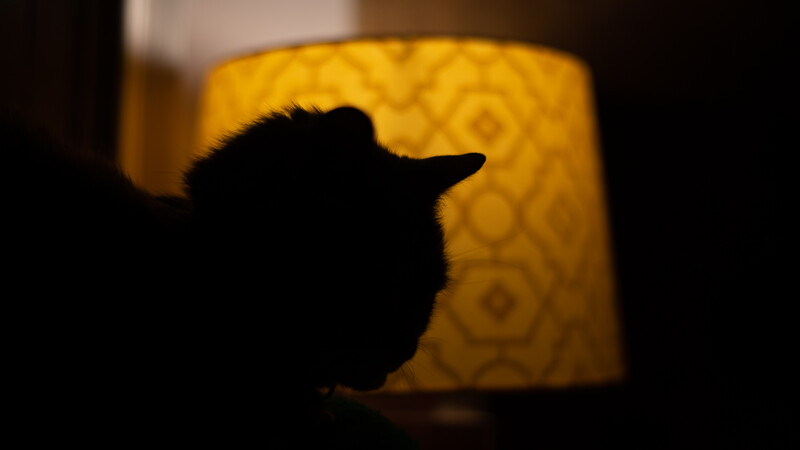 Underexposed pet portrait next to lamp