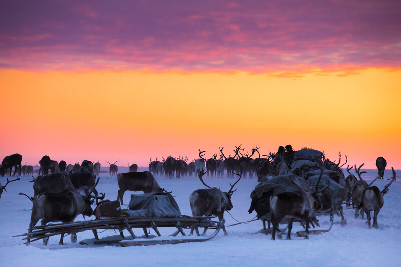 Nenets Reindeer Herders travel south