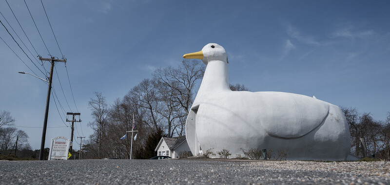Image quality and good color are strengths across the Fujifilm range. I was able to pull back blown highlights easily in this image of a rather large duck.