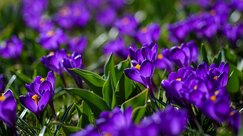 I was able to use the touchscreen to focus on the flower I wanted here, but I would have preferred using the AF-lever, if it weren't placed so poorly. Still, at this price point, it's nice to have one at all.