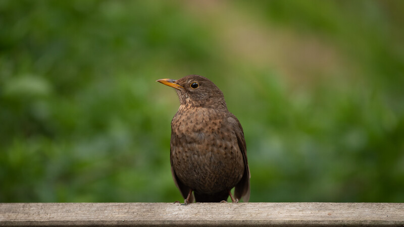 Bird composition framing