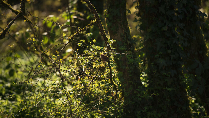 Bird too small in the frame