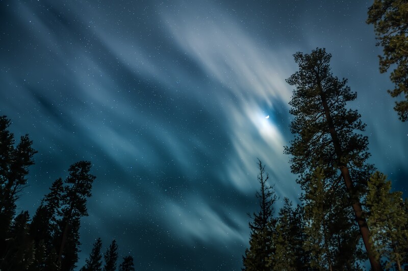 Trees in night sky