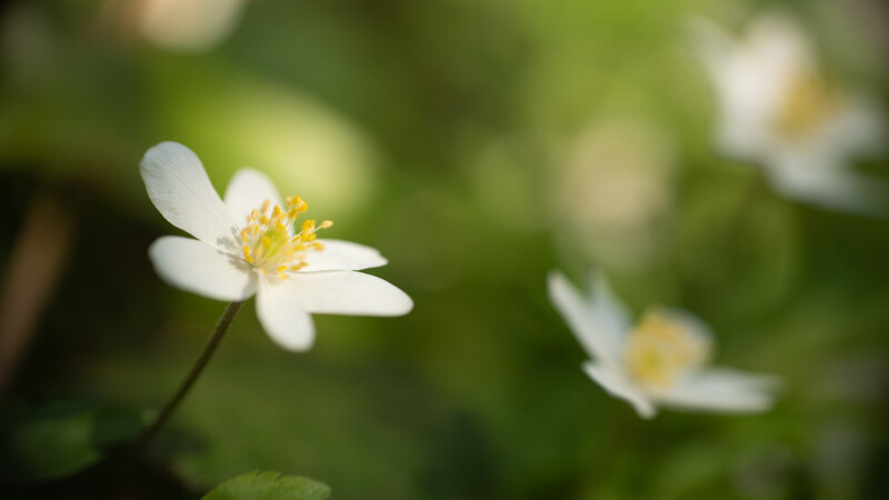 Selective depth of field with wood anemone