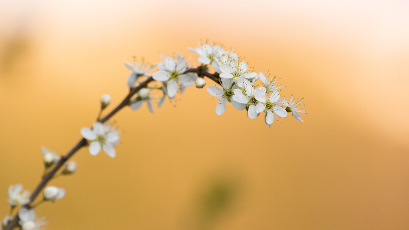 Master shutter speed with macro shots
