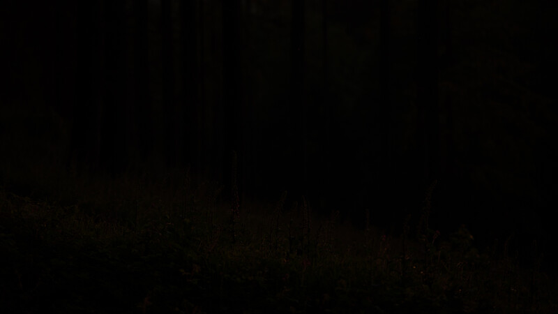 Underexposed woodland landscape scene
