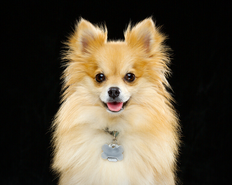 ACDSee Loki Puppy Portrait JTBlenker.com Fstoppers