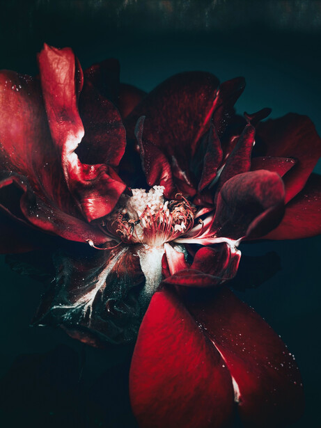 Alia Rose by Walid Azami