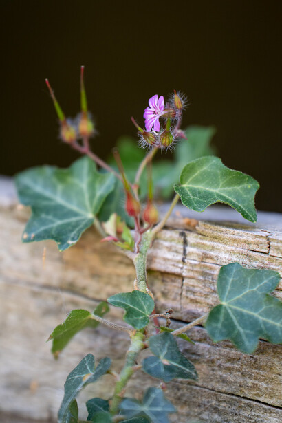 Tamron 70-180mm f/2.8 macro