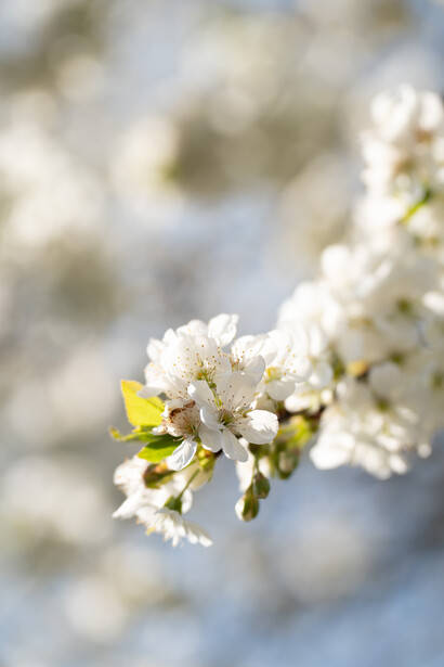 Tamron 70-180mm