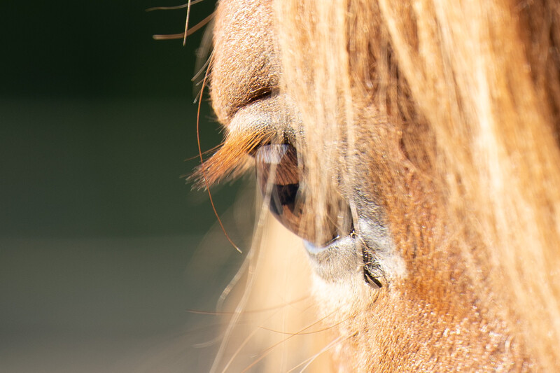 Horse detail. Tamron 70-180mm f/2.8