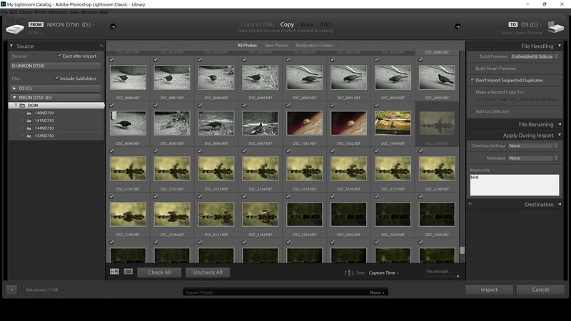 Screenshot showing tags being added in Lightroom Classic
