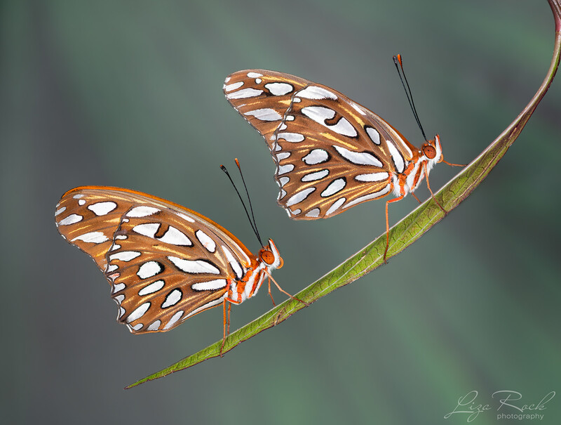 Butterfly Duo on Leaf - Photograph by Liza Rock